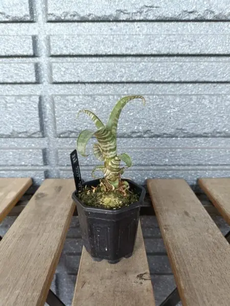 エクメア ヌディカウリス 札落ち