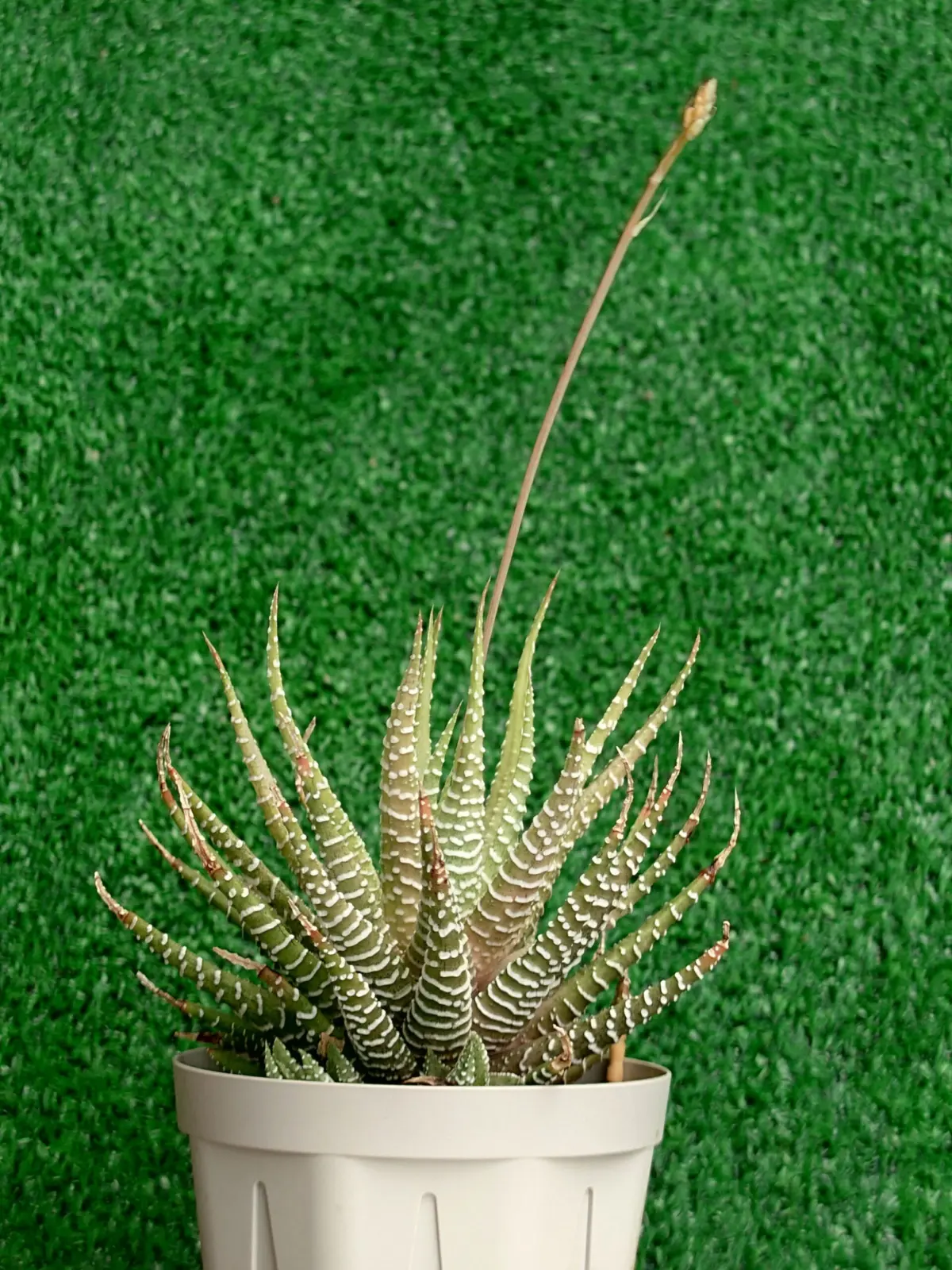 多肉植物 ハオルチア 白蝶(十二の巻 斑入り)