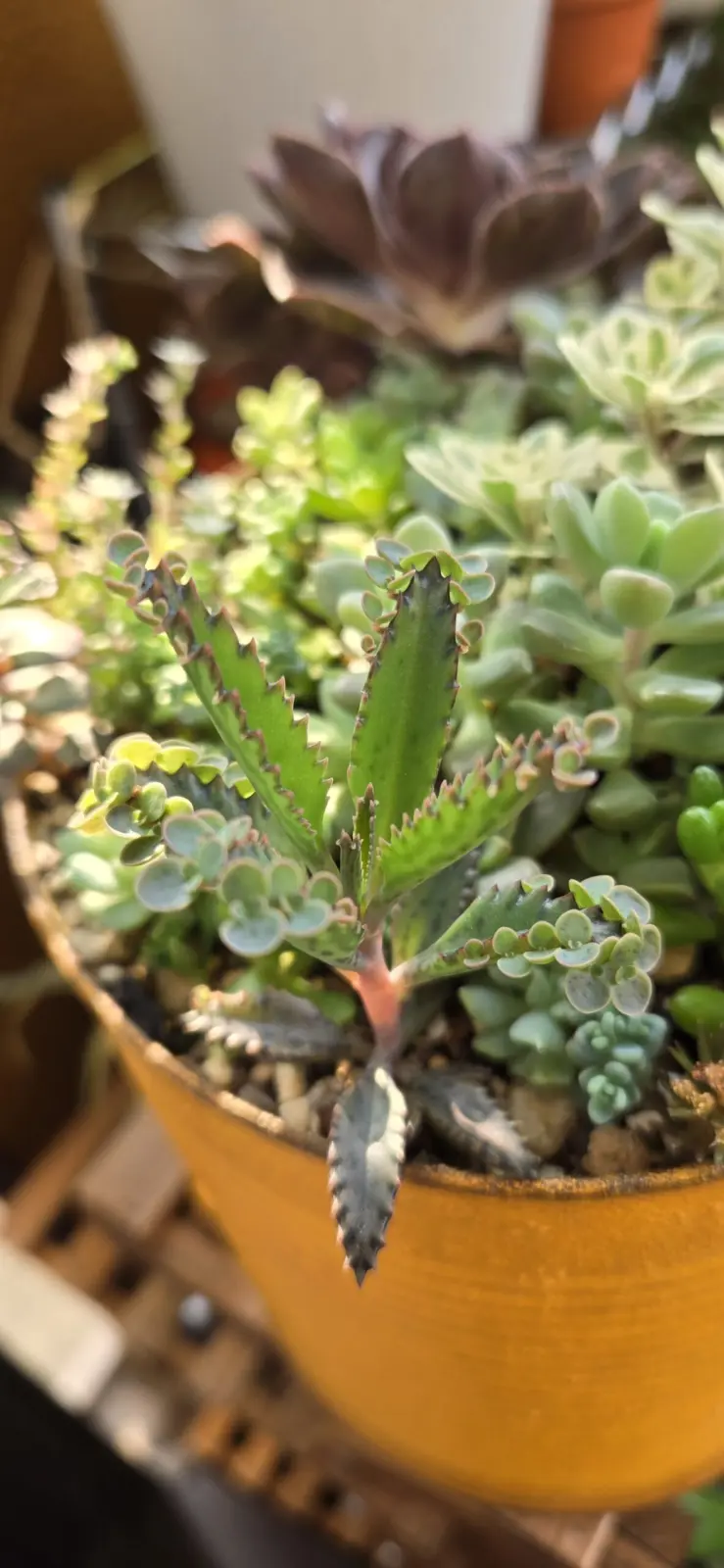 多肉植物 不死鳥
