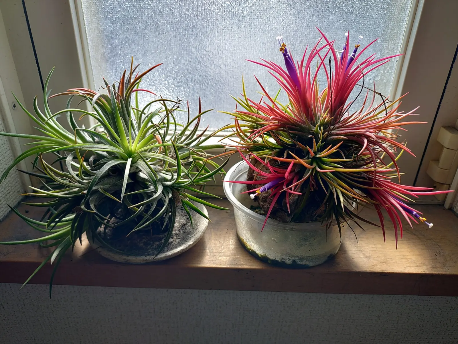 ティランジア　イオナンタ　100均