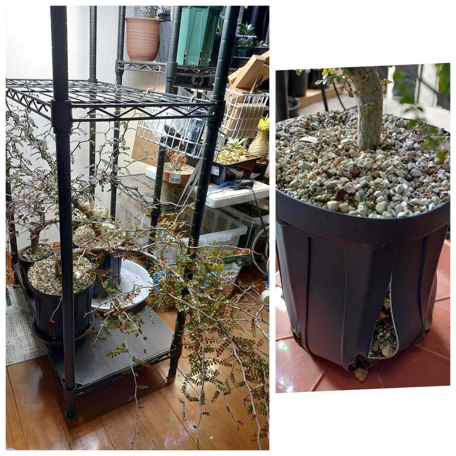 オペルクリカリア　パキプス　実生