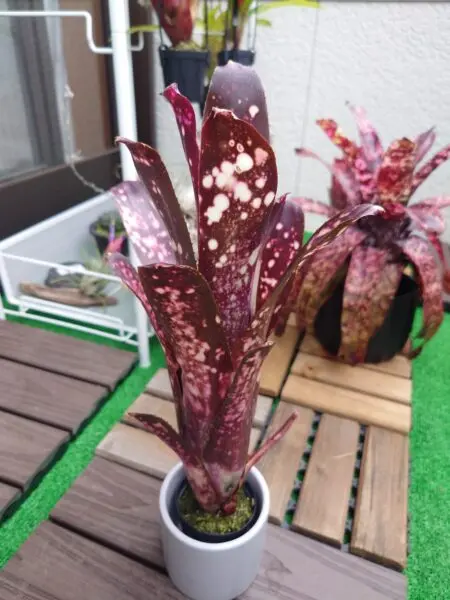 ビルベルギア ハレルヤ