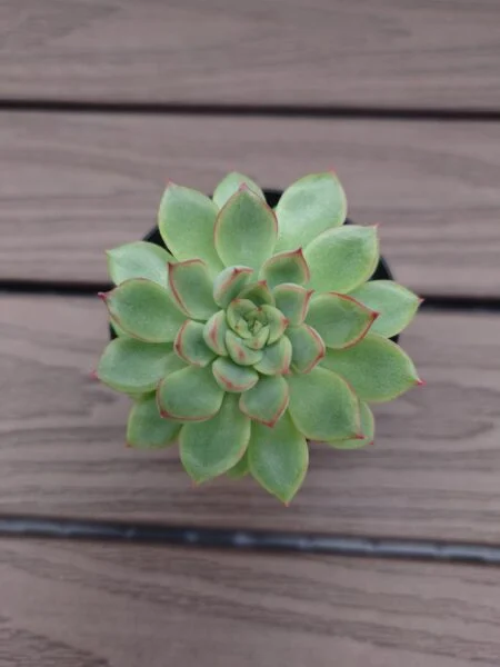 エケベリア メビナ 多肉植物