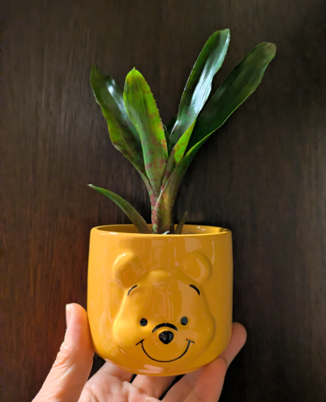 ネオレゲリア · ウィニー·ザ·プー