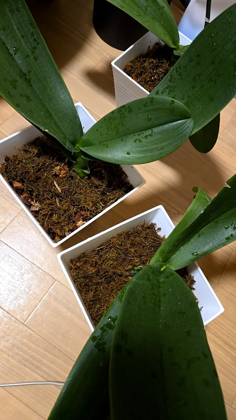 胡蝶蘭 札落ち
