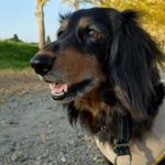 けぷのアバター