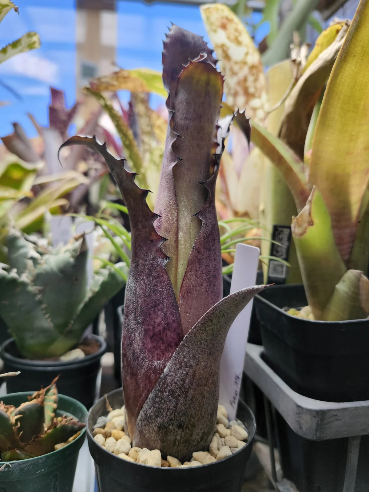 ホヘンベルギア　sp　357