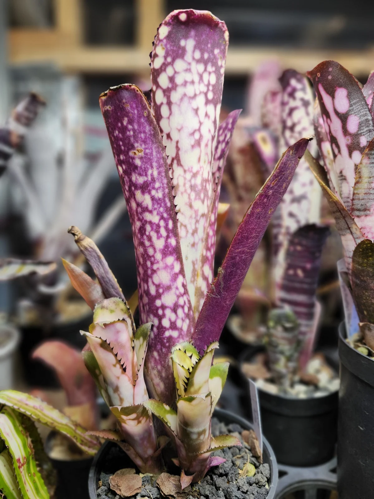 ビルベルギア　シャークバイト