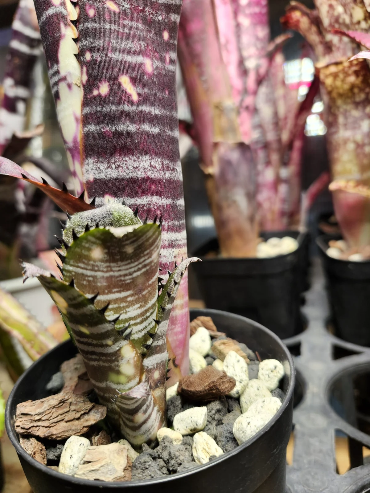 ビルベルギア　ビッタータ　ドミンゴスマルティンス　子株