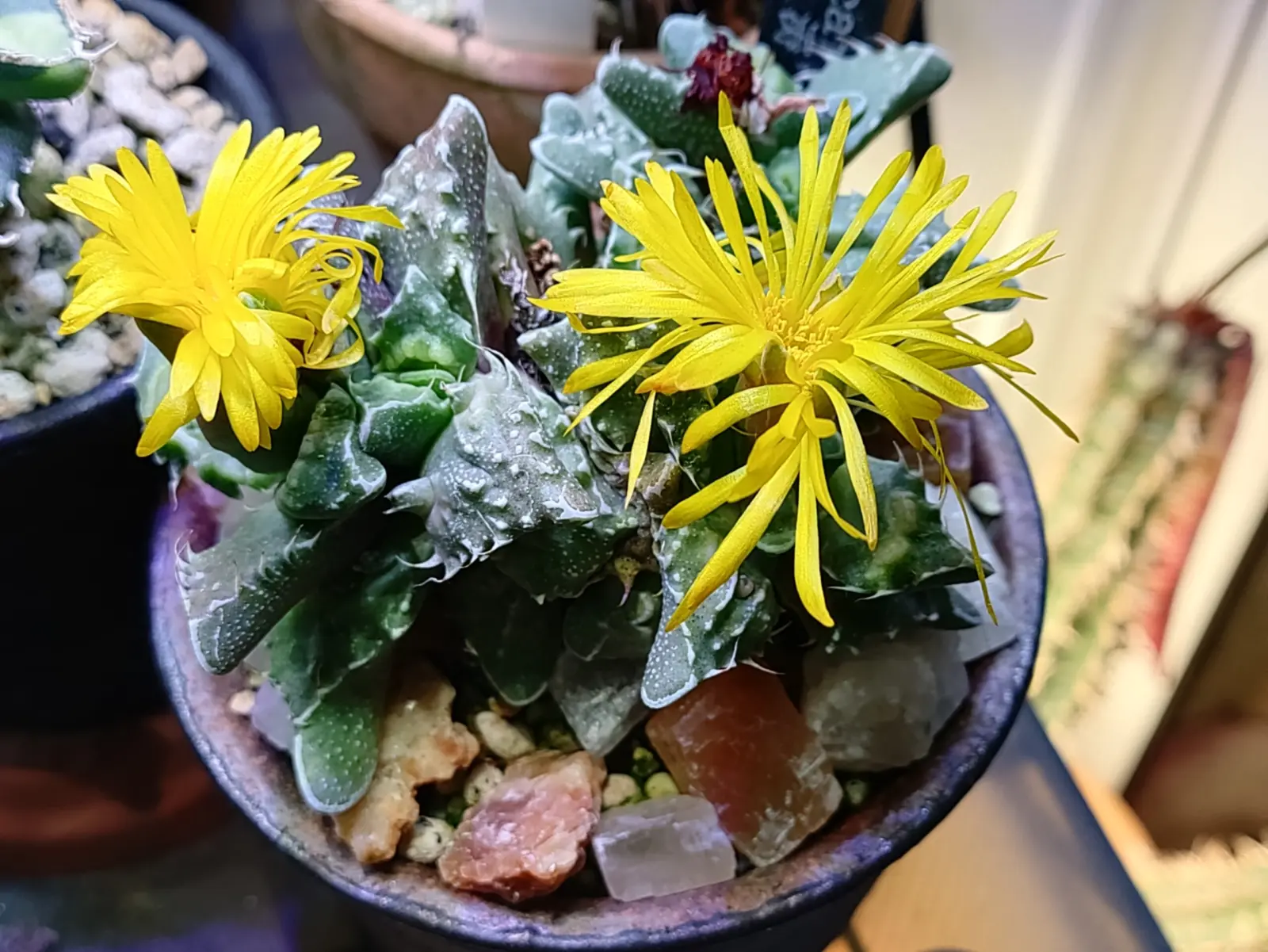 フォーカリア　怒涛