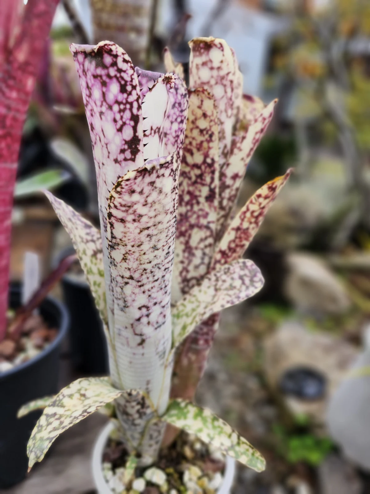 ビルベルギア　ライムストーン