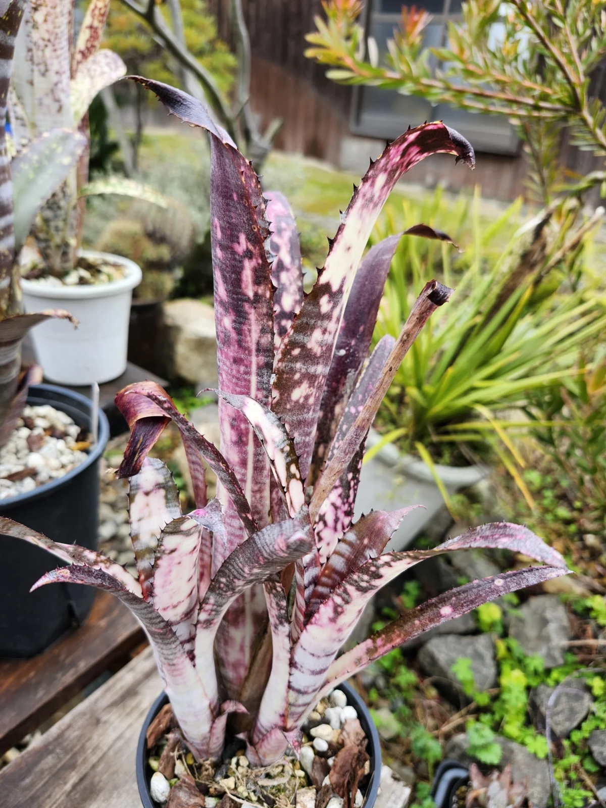 ビルベルギア　パイプライン