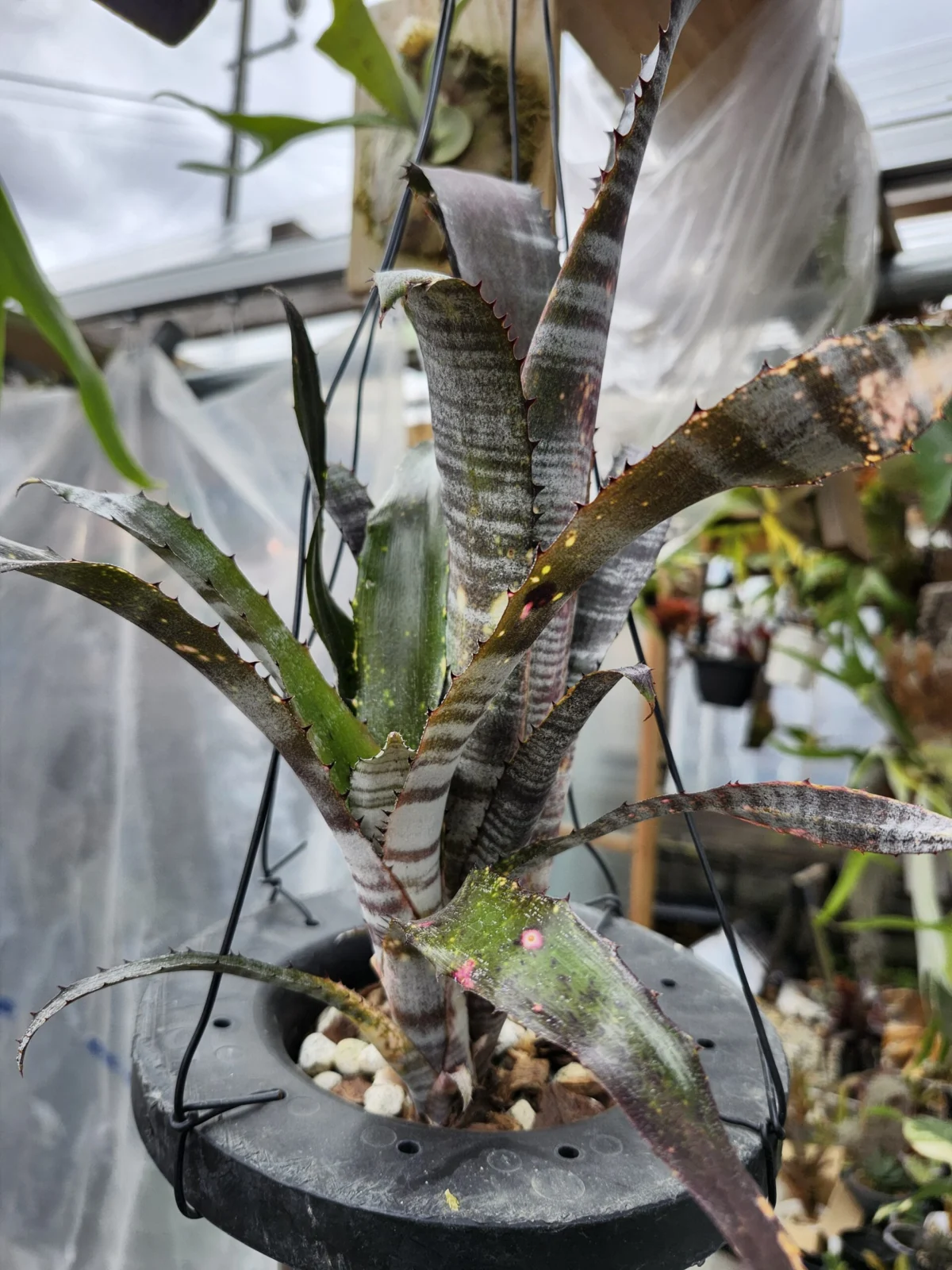 ビルベルギア　パイプライン