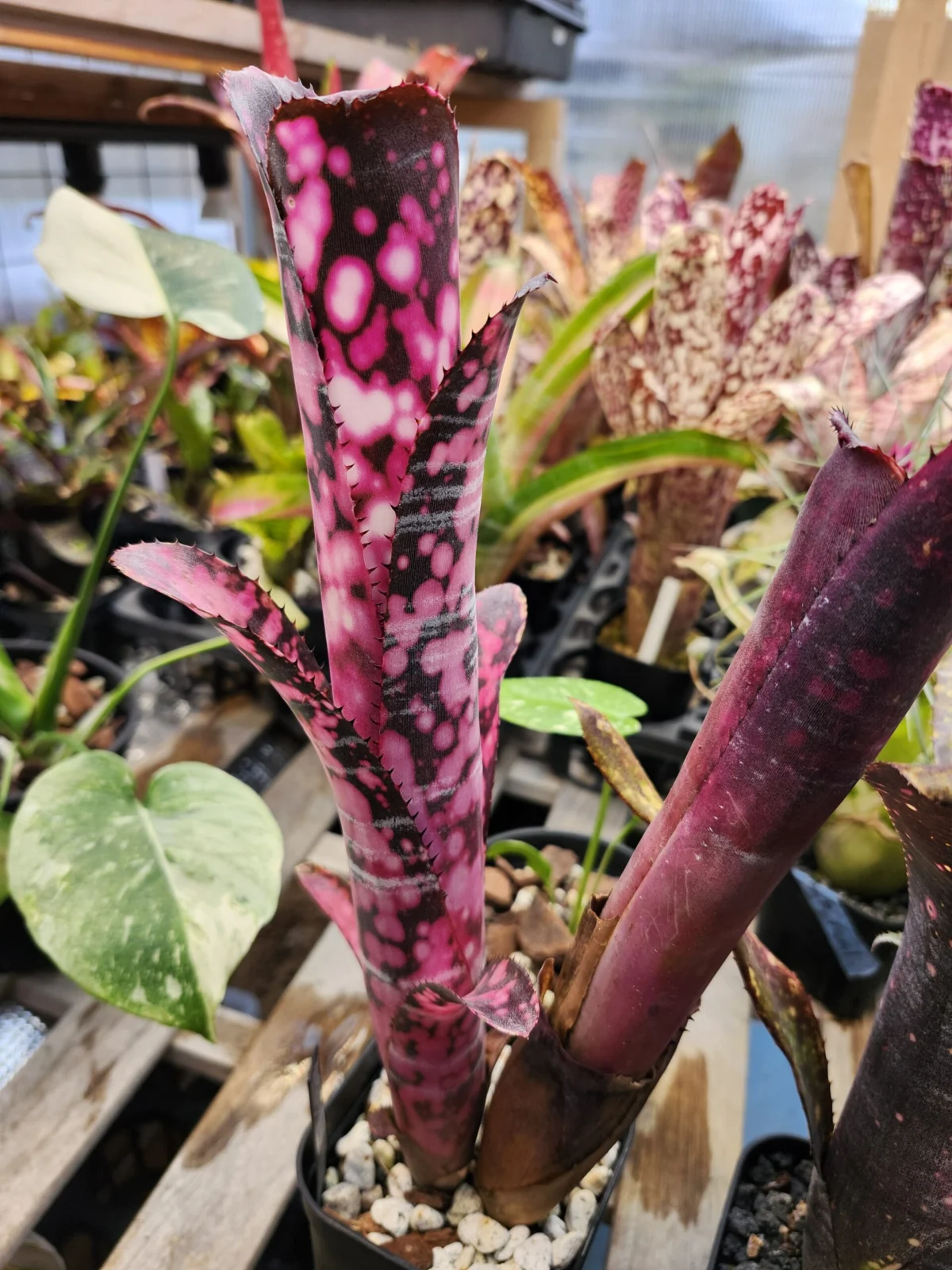 ビルベルギア　インセンディアリーデライト