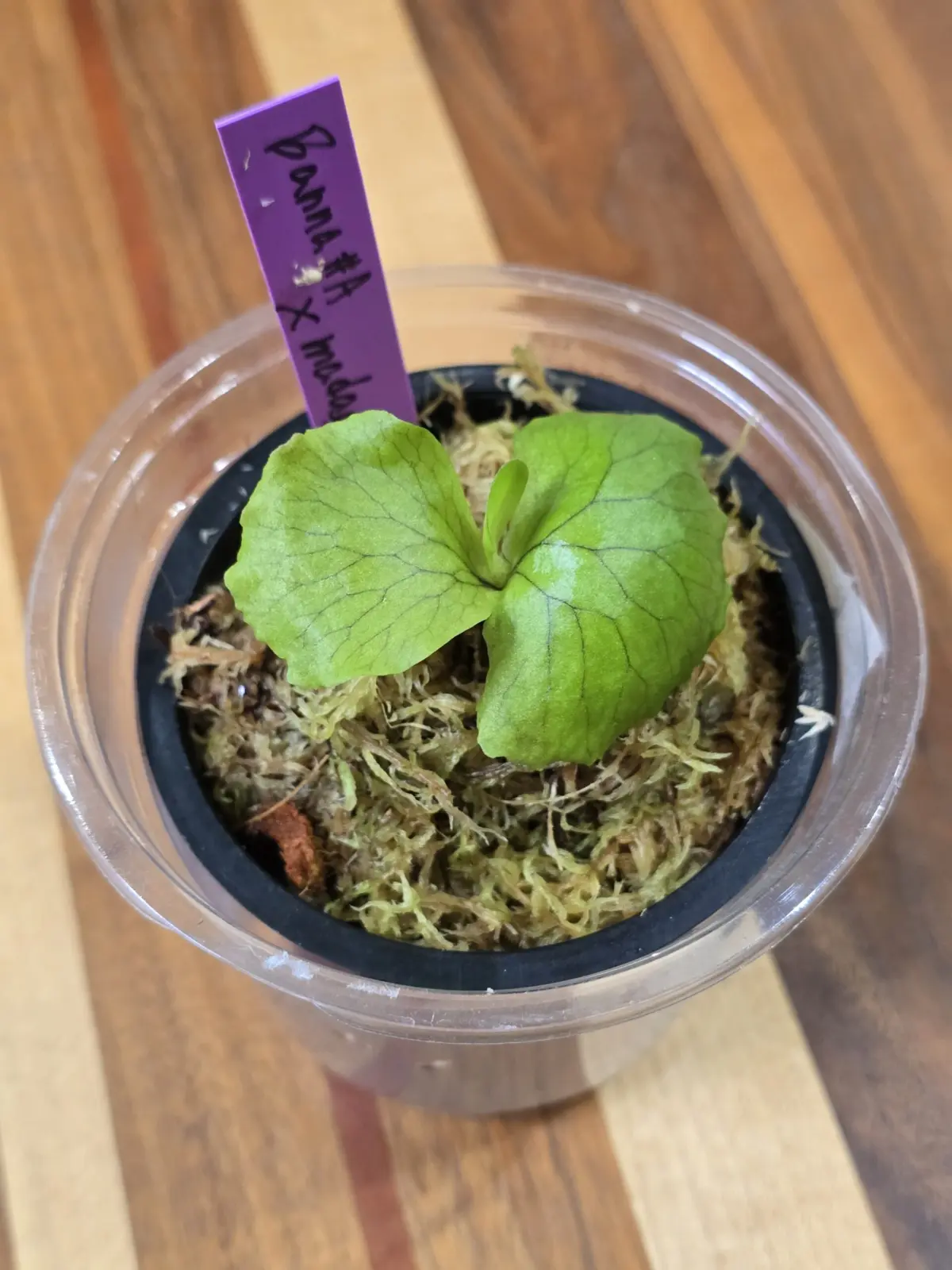 ビカクシダ　バンナa ×マダガスカリエンセ　胞子培養