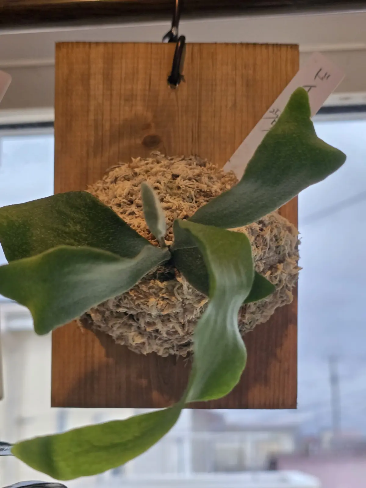 ビカクシダ　ドイトン　胞子培養　カーニバルする前