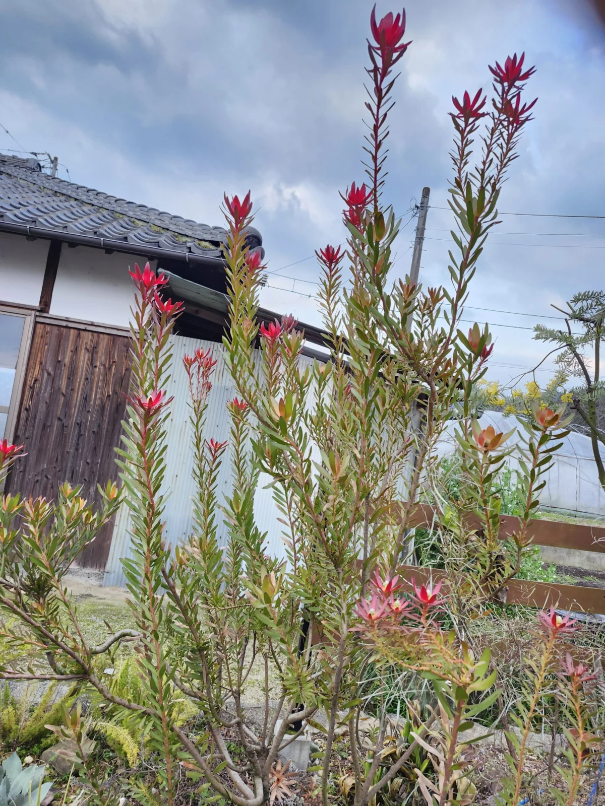 リューカデンドロン　サファリーサンセット