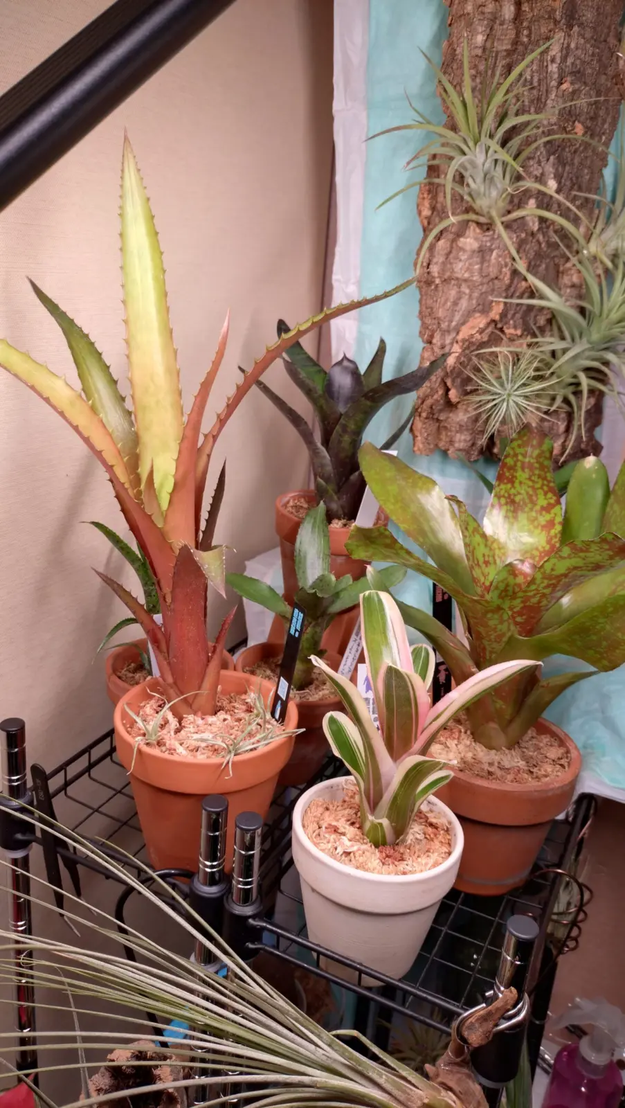 エクメア　ネオレゲリア　ティランジア