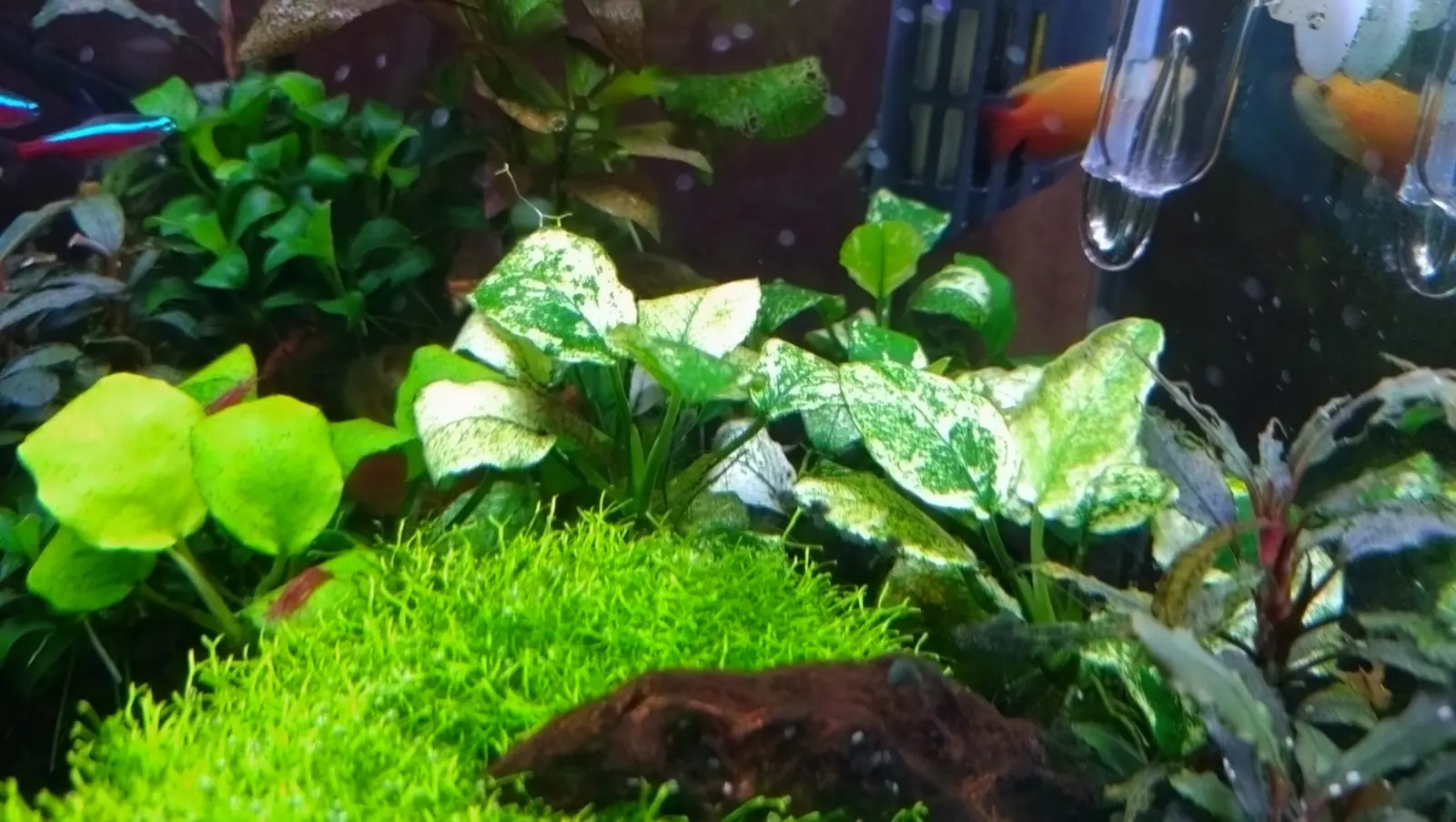 アヌビアスナナ斑入り　アヌビアスナナゴールデン　ブセファランドラ