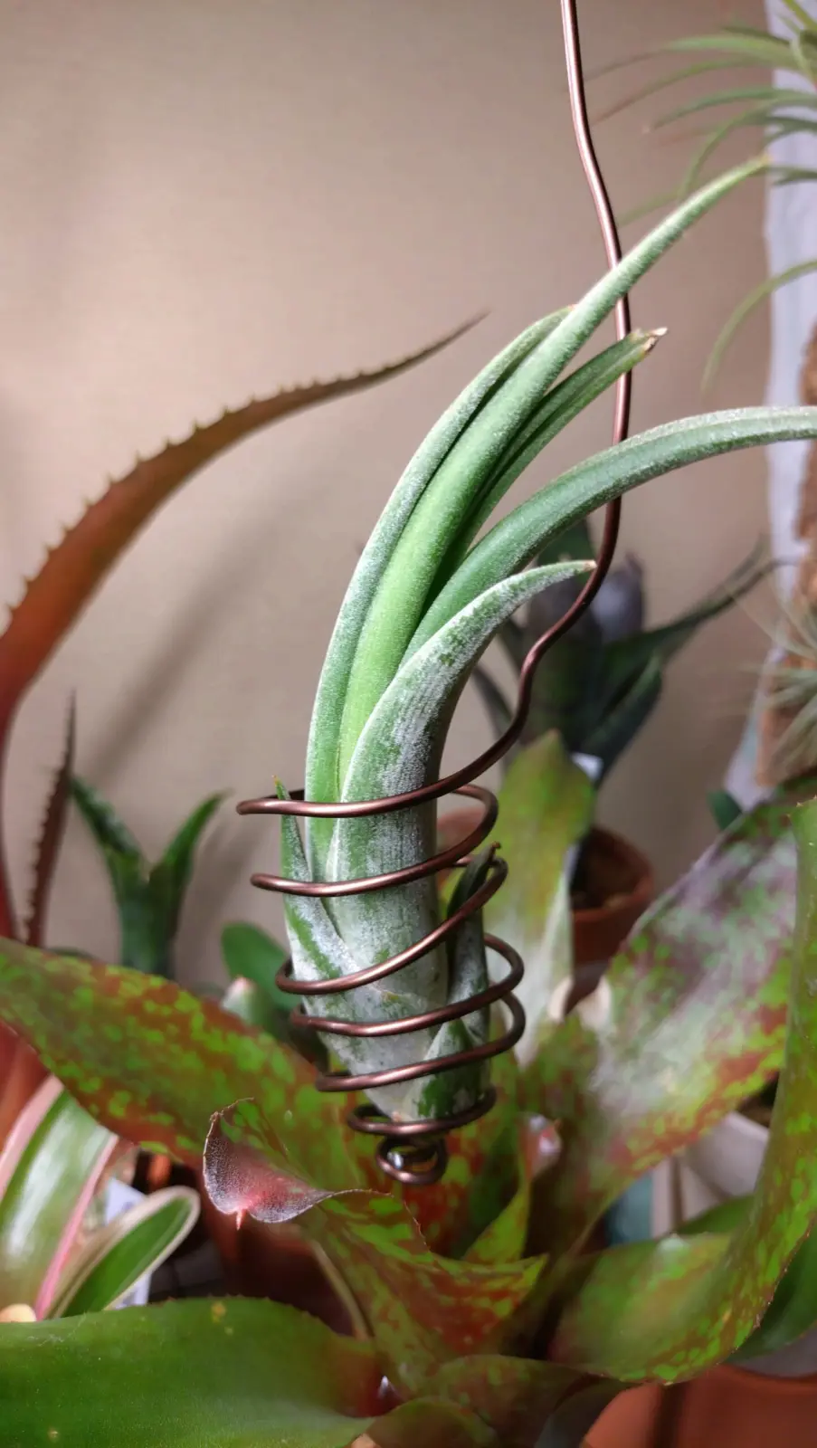 ティランジア シルシナータ