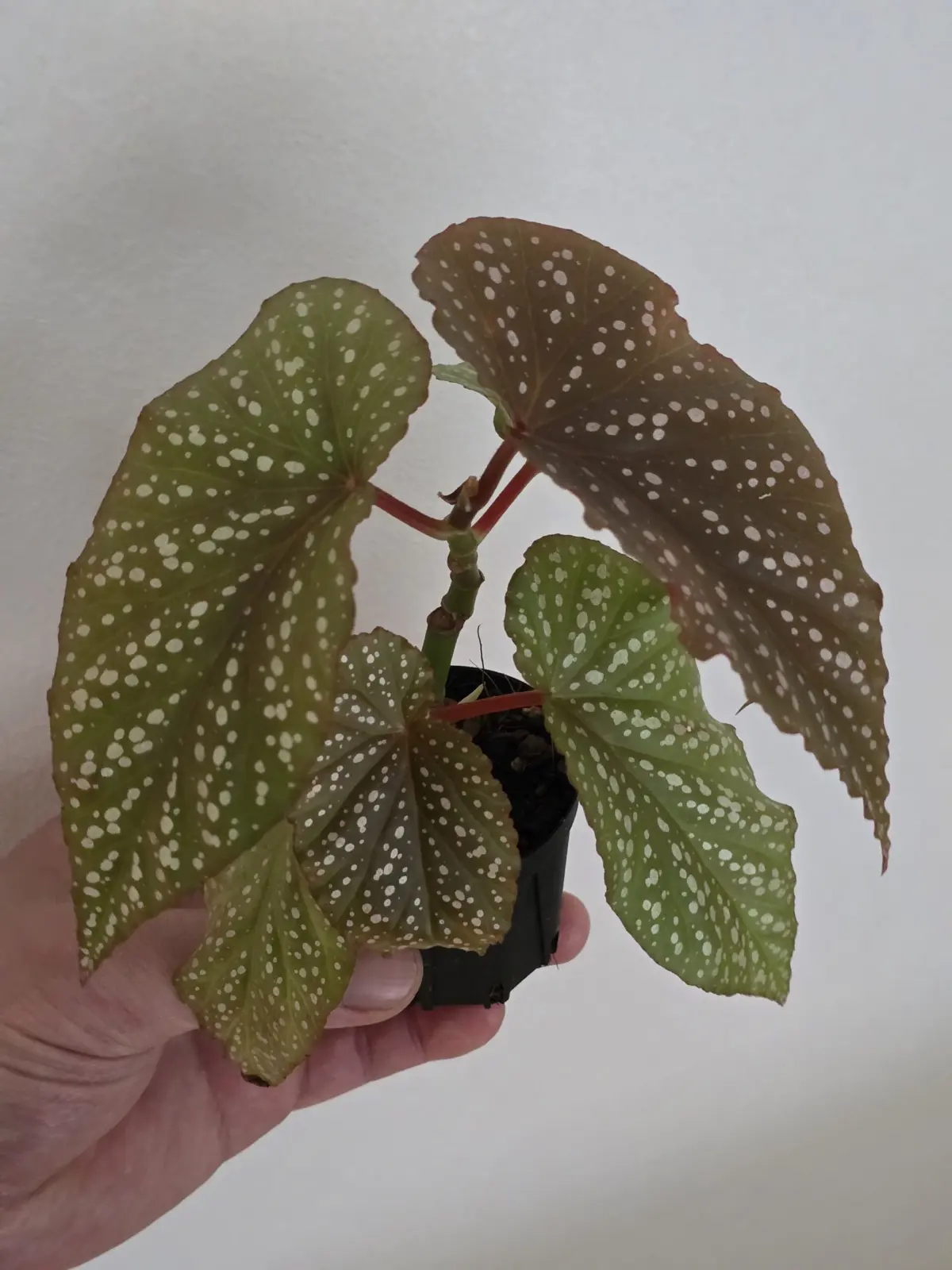 ベゴニア　木立性