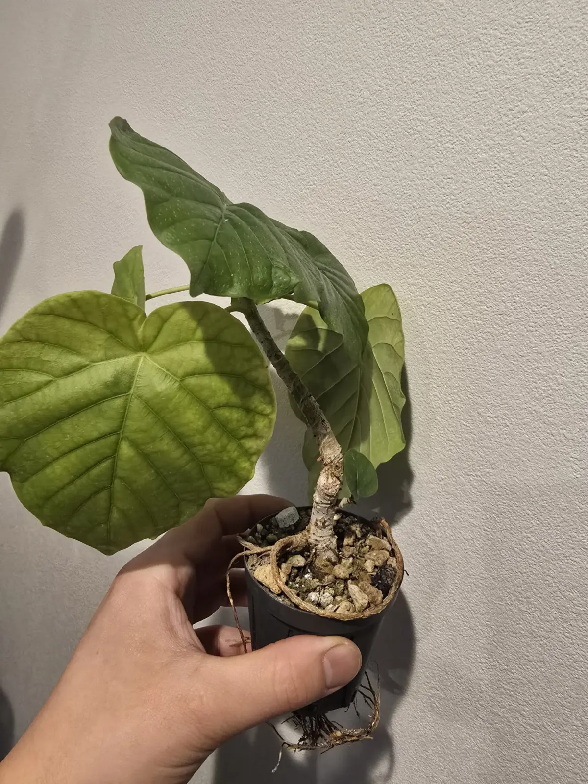 フィカス　ウンベラータ　100均