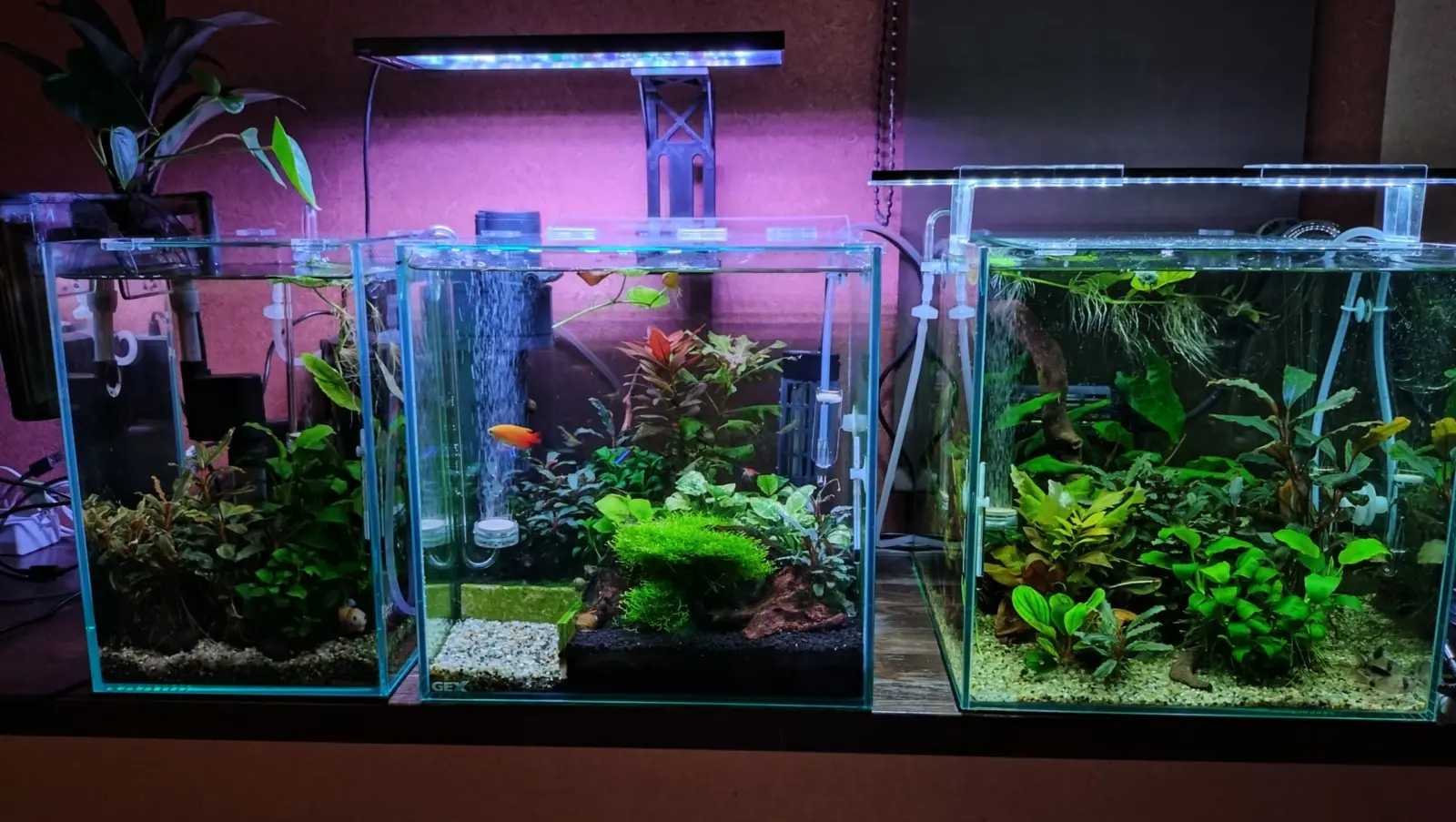 ドラセナ　アンスリウム　アヌビアスナナ　リシア　ブセファランドラ