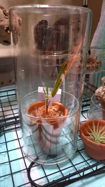 クロトン