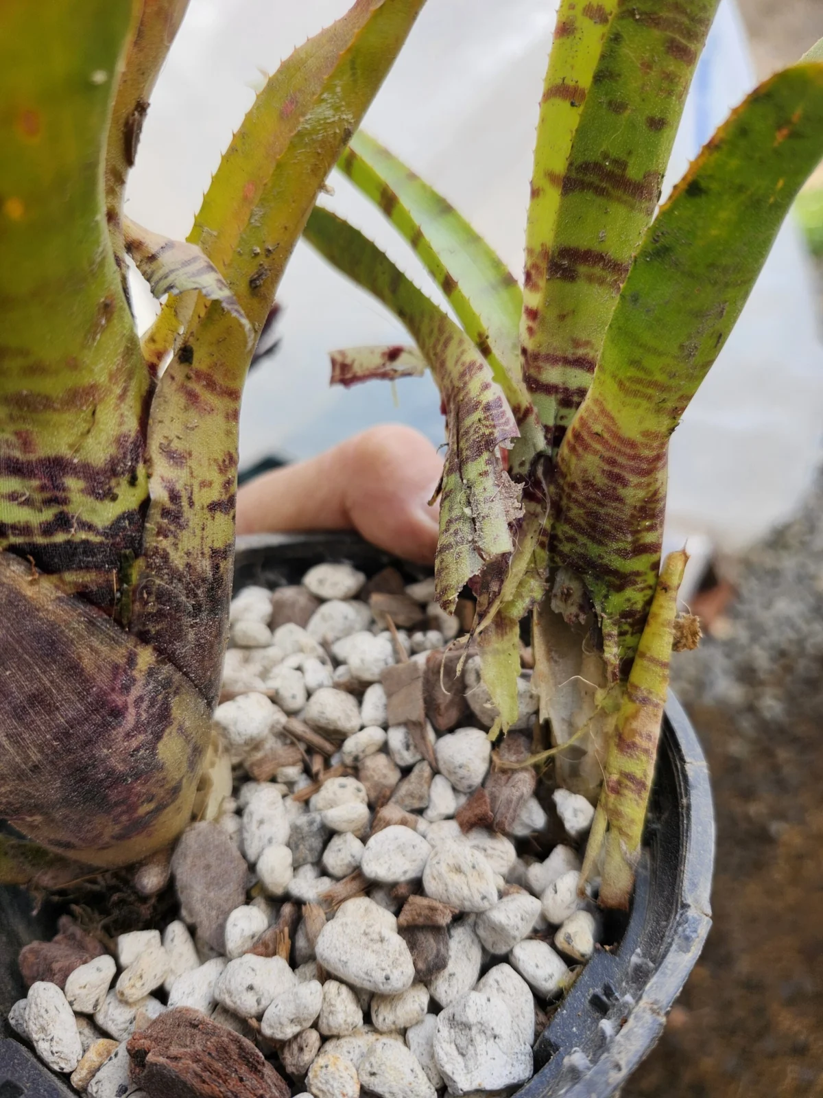 ネオレゲリア　螺旋　#1