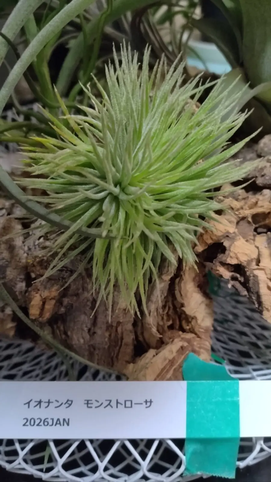 Tillandsia イオナンタ モンストローサ ティランジア イオナンタ モンストローサ – Plants Navi