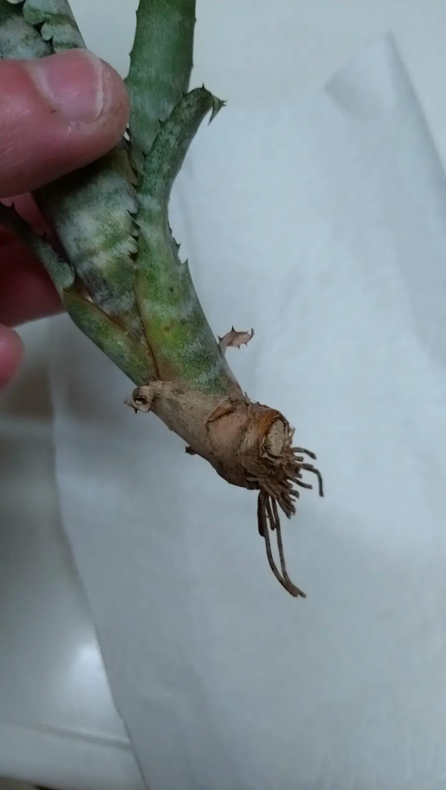 ビルベルギア パイプライン