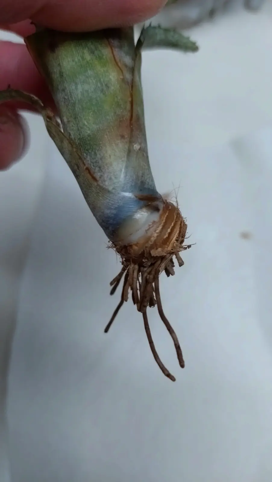 ビルベルギア パイプライン