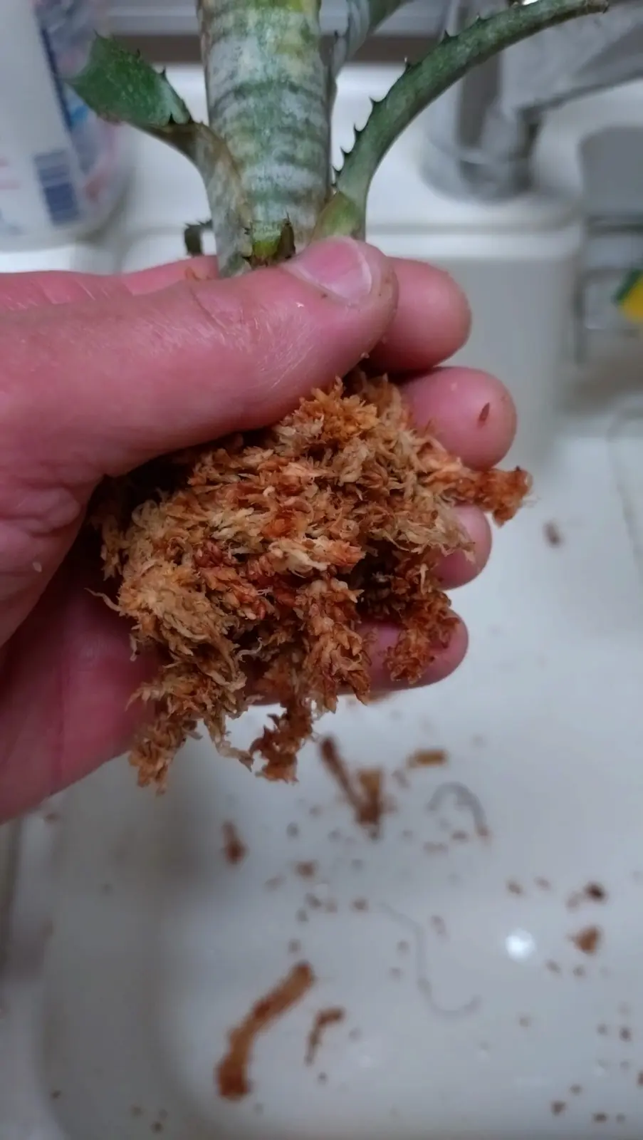 ビルベルギア パイプライン