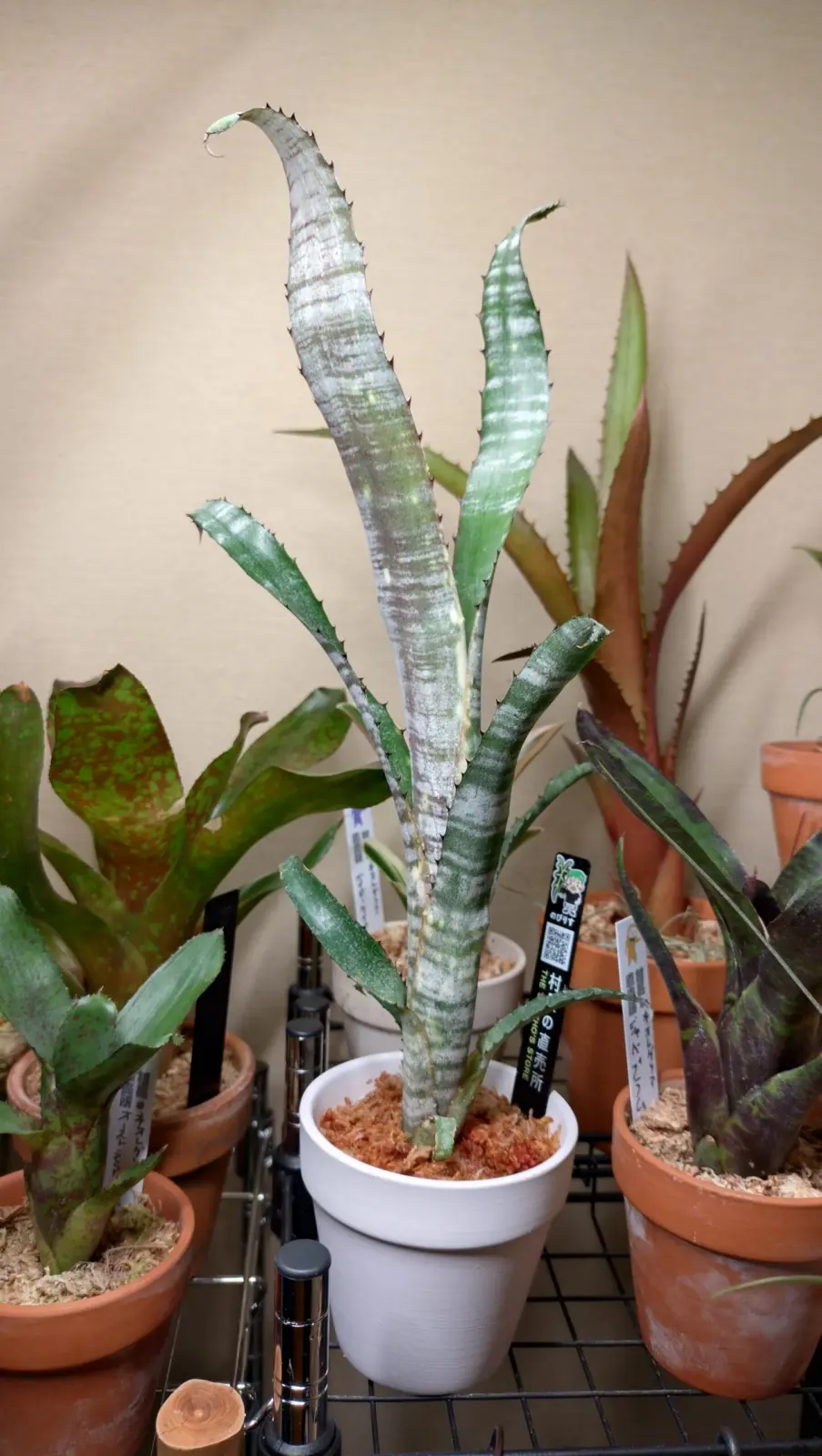 ビルベルギア パイプライン