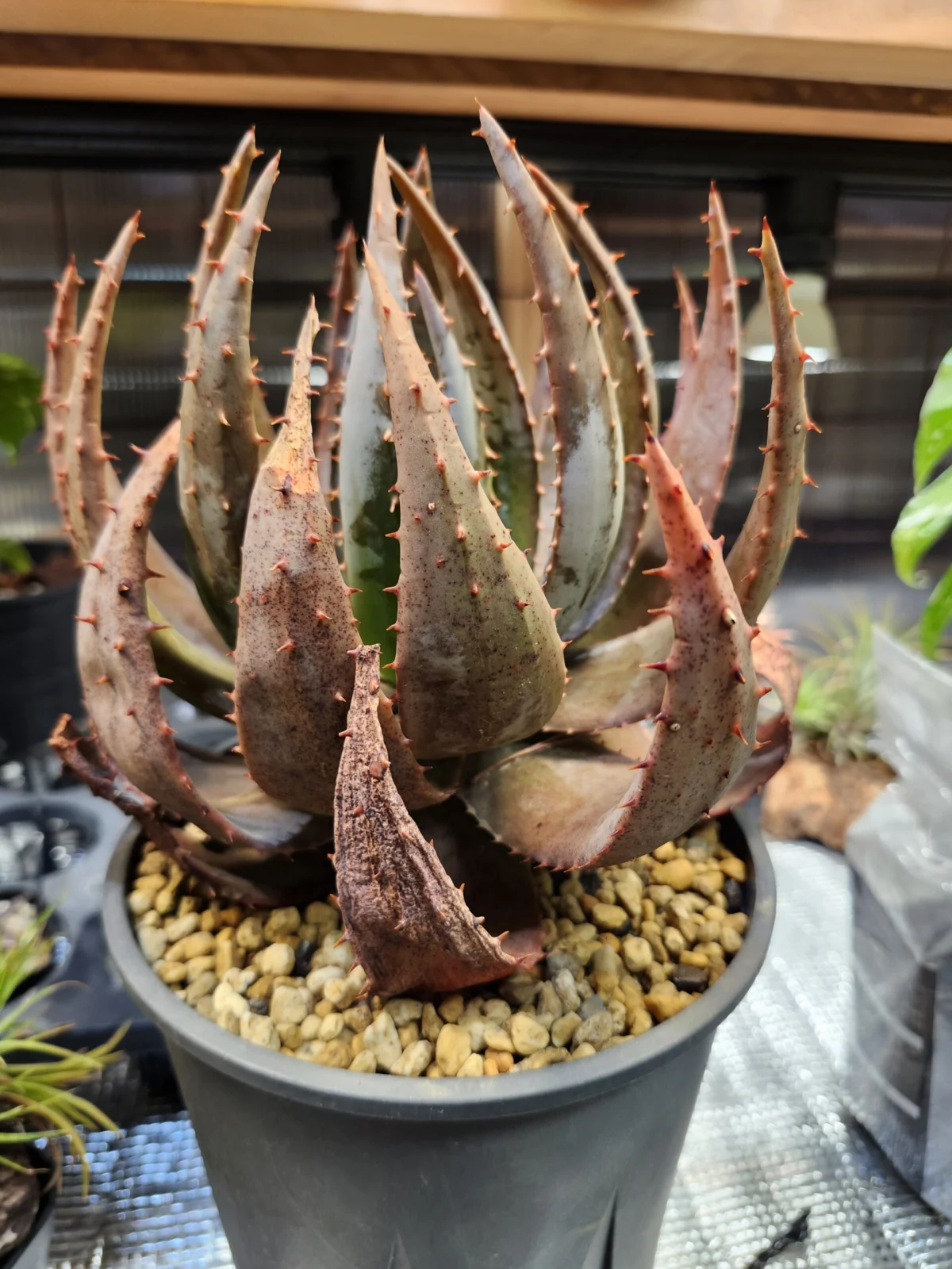 アロエ　ペレグラエ