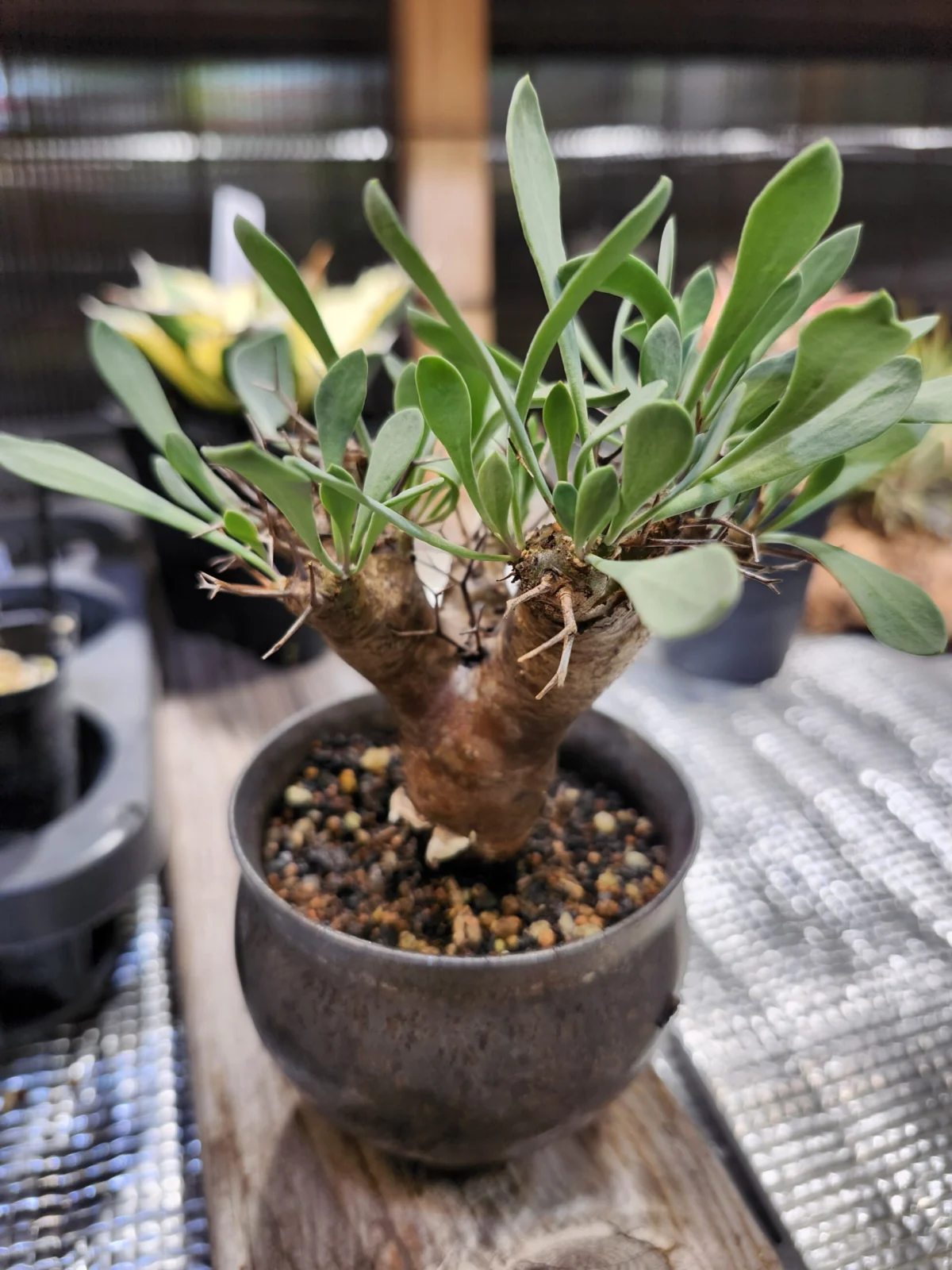 オトンナ　ユーフォルビオイデス　実生株