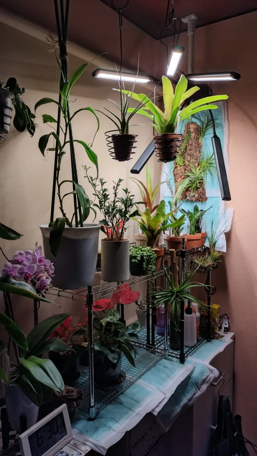 ネオレゲリア　ビルベルギア　エクメア　ティランジア　