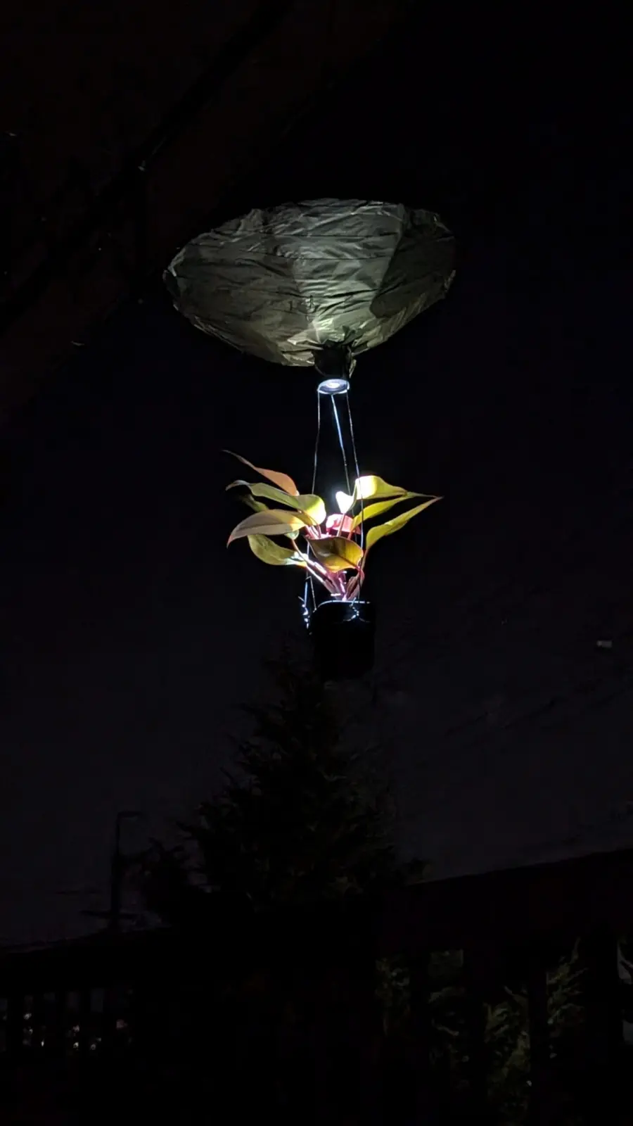 フィロデンドロン　柿色プリンセス　未確認飛行物体　