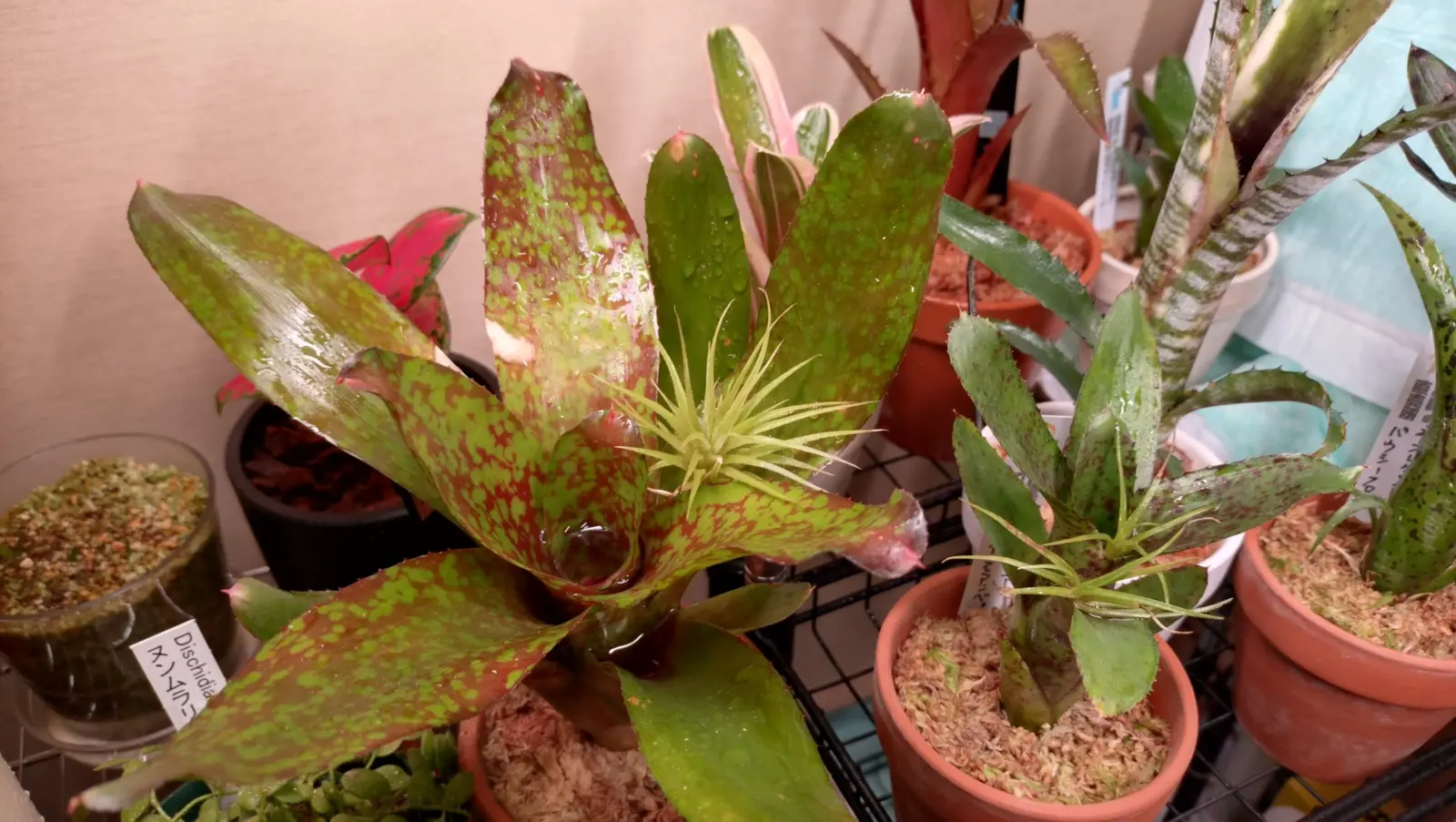 ネオレゲリア　バブリシャス　オーストラリアンペッパー