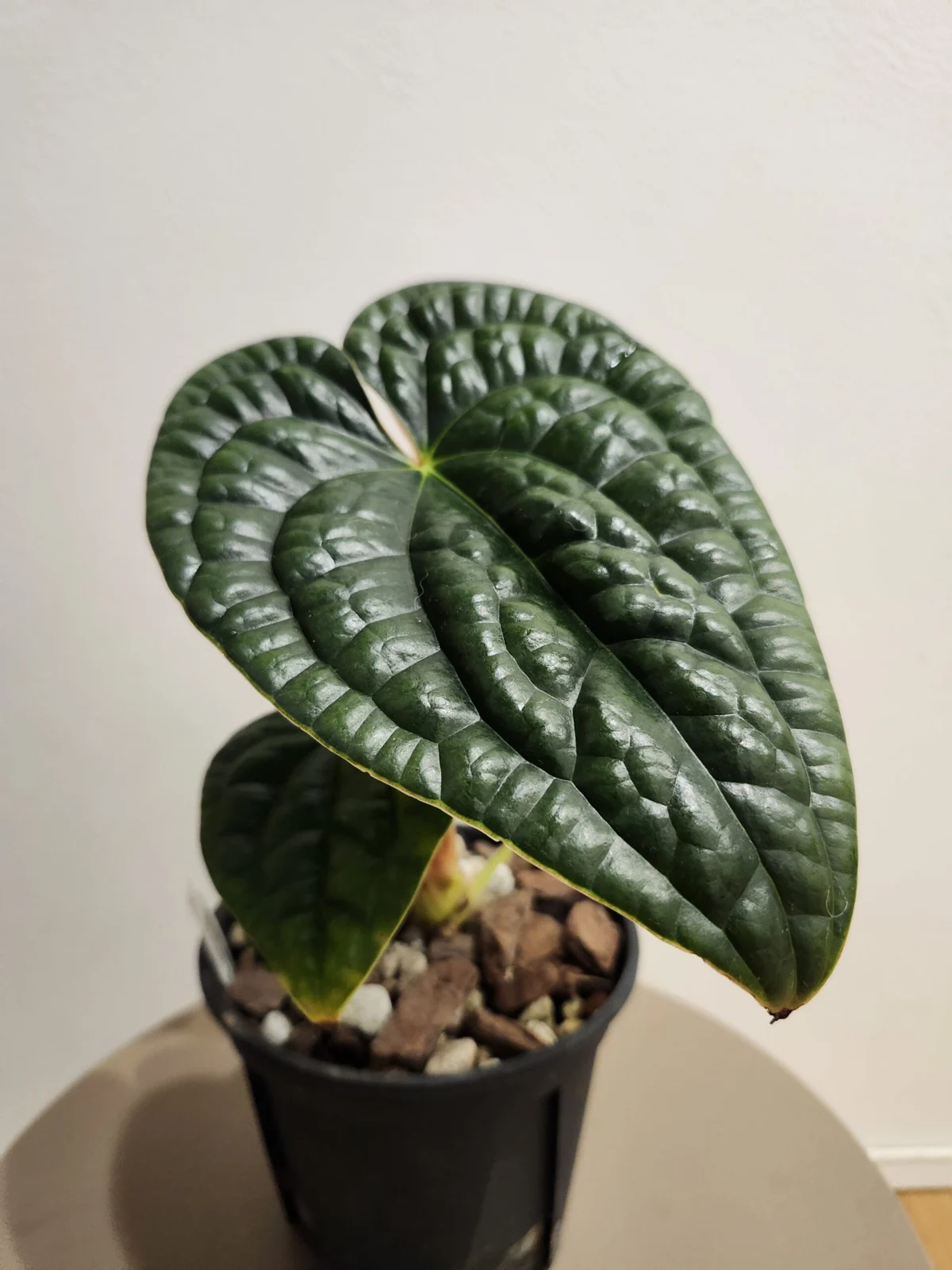 アンスリウム　ルクスリアンス