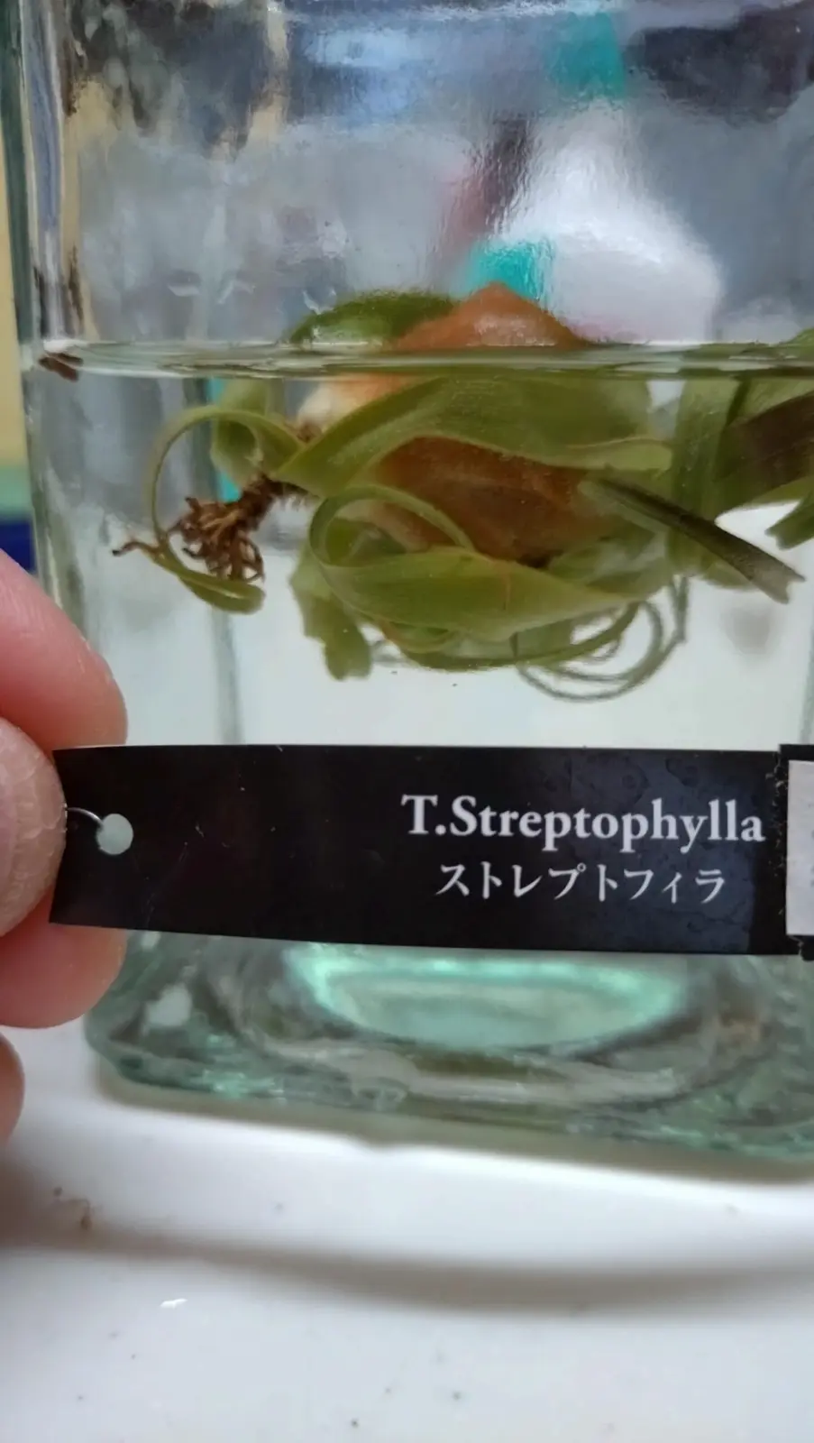 ティランジア ストレプトフィラ