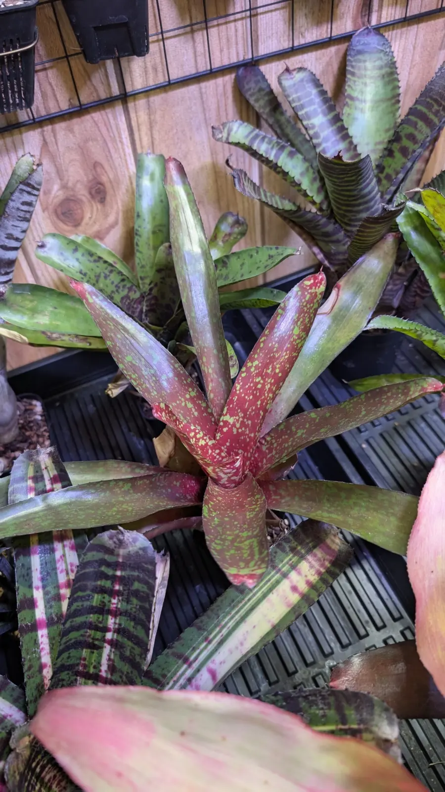 ネオレゲリア　ピグレット