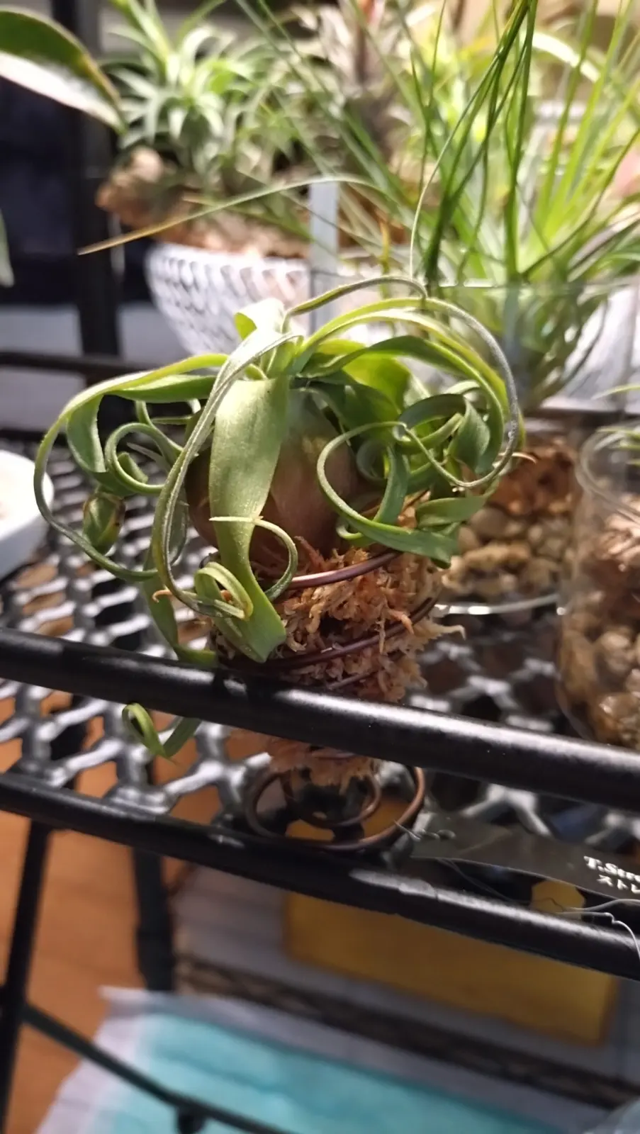 ティランジア ストレプトフィラ