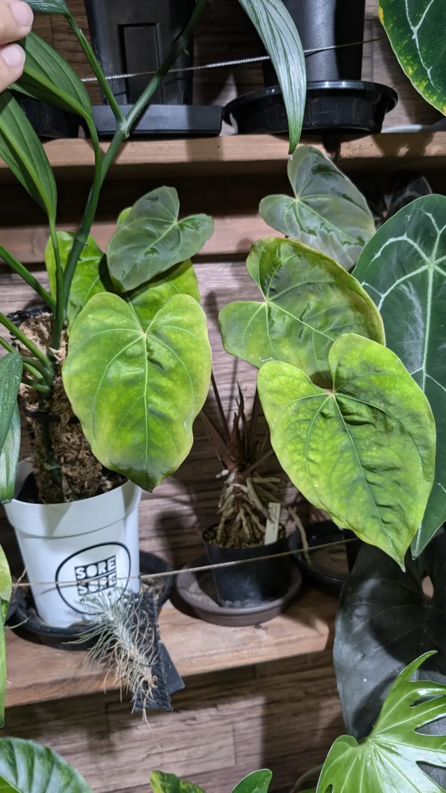 アンスリウム sp.