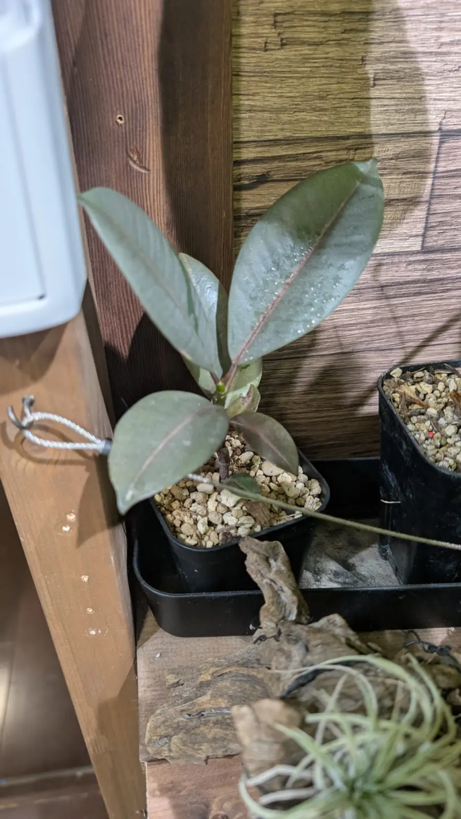 フィカス　ブルールビー