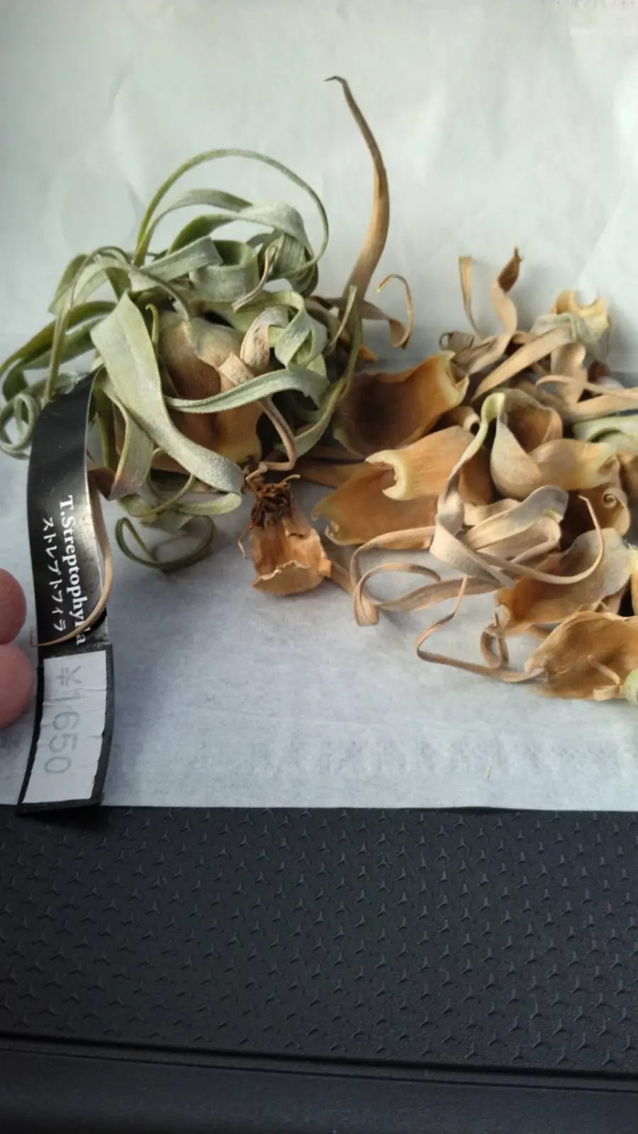 ティランジア ストレプトフィラ