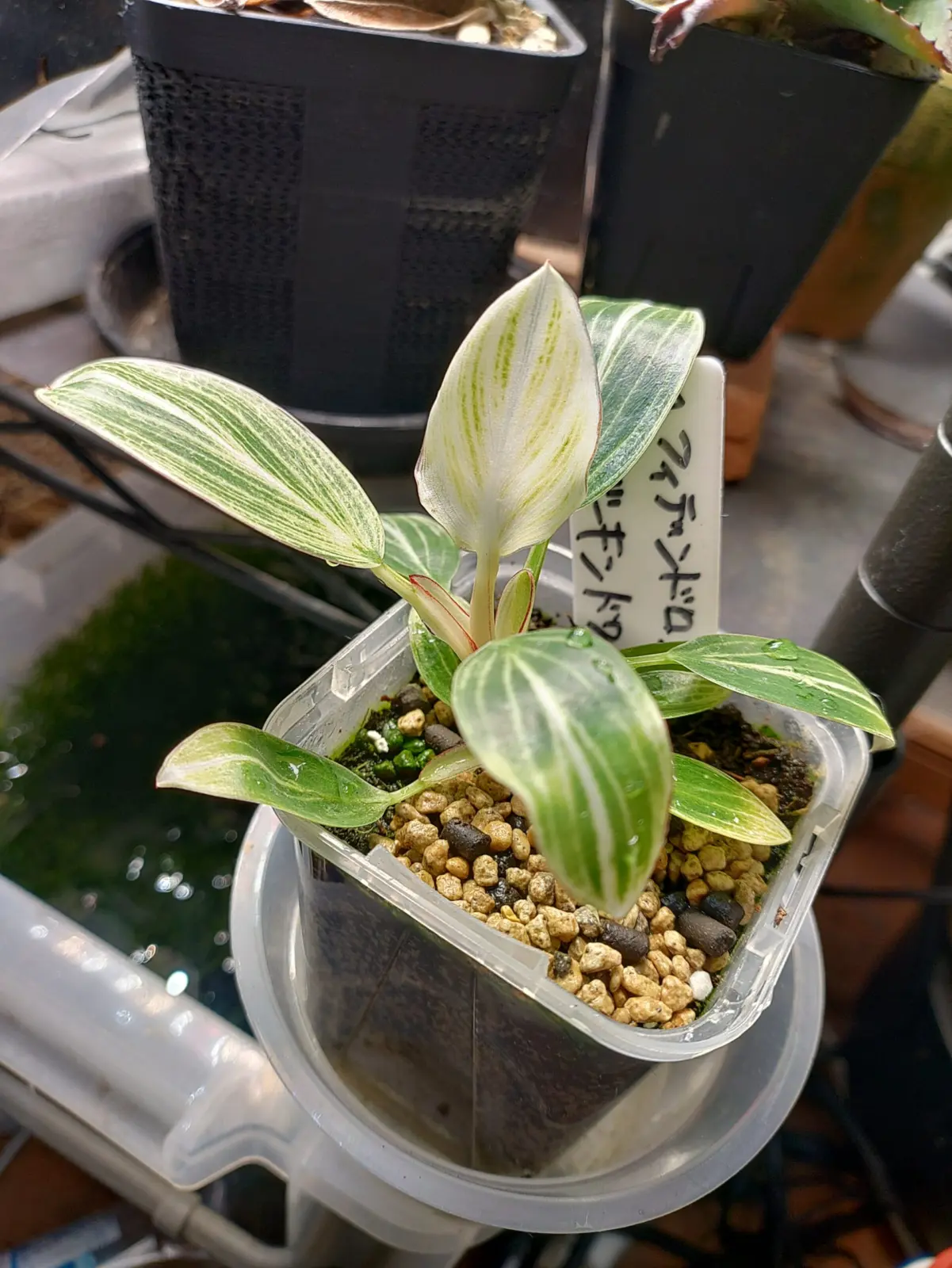 フィロデンドロン　バーキン　ドワーフ