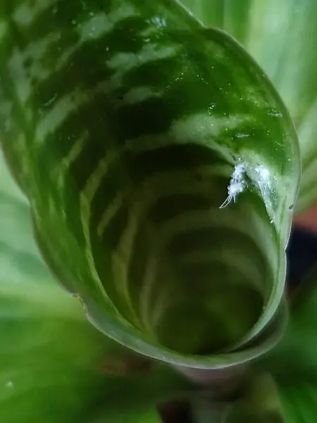 ドラセナ ゴルディアナ　カイガラムシ 害虫