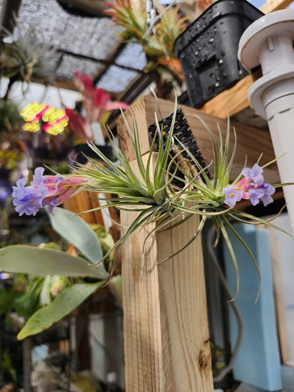 ティランジア　テヌイフォリア　開花