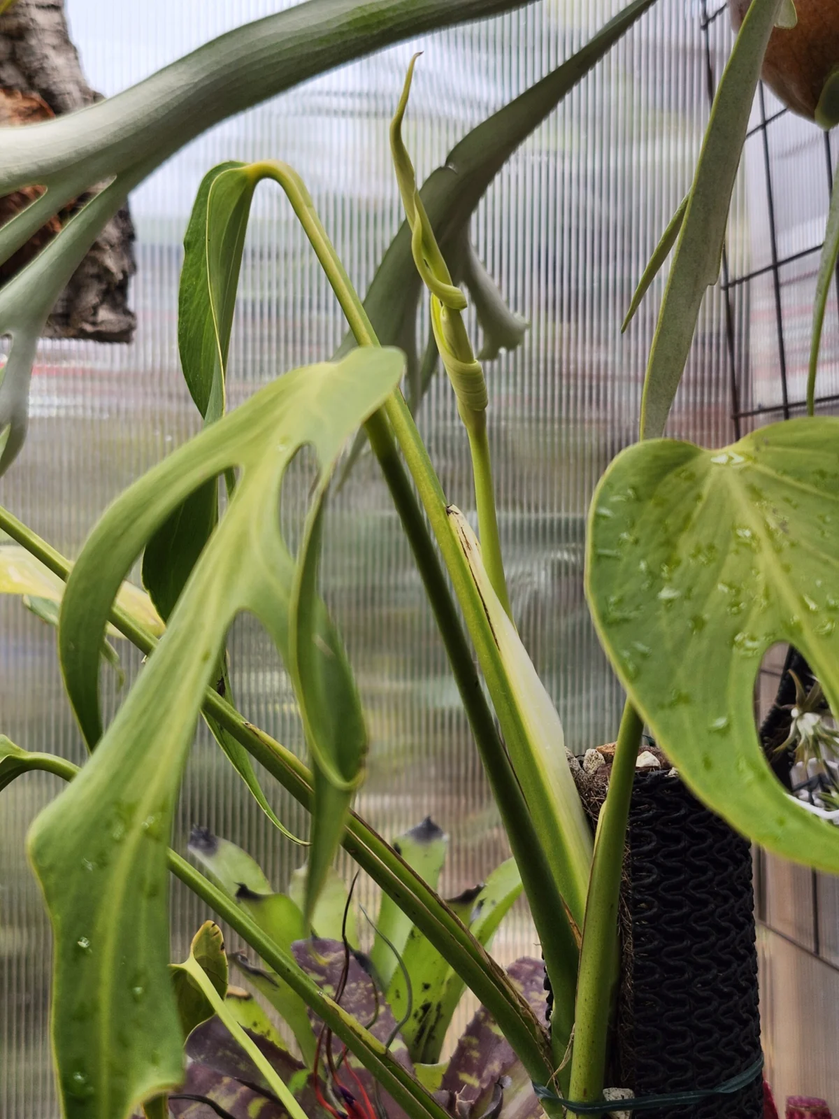 モンステラ　バールマルクスフレイム